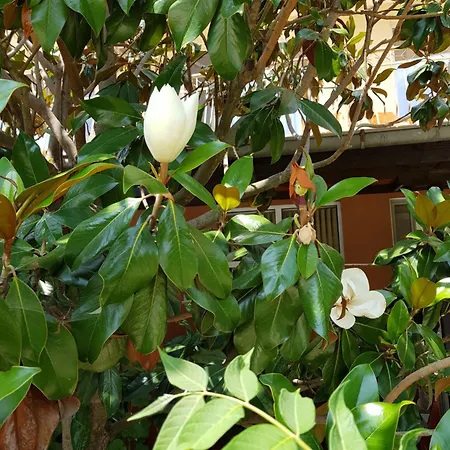 Family Magnolia 2* Slantchev Briag