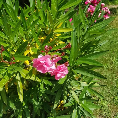 Szálloda Family Magnolia 2*