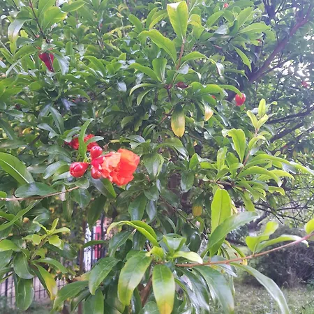 Szálloda Family Magnolia Napospart