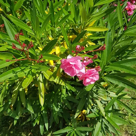 Family Magnolia