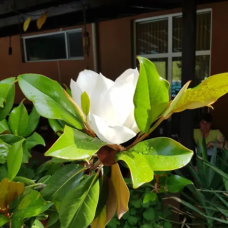 Hotel Family Magnolia